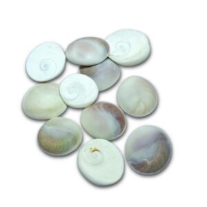 Gomti Chakra - Big Size {Set of 11} 1 Gomti Chakra = 2 Inch Approx - Image 1