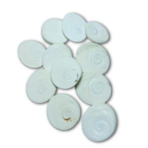 Gomti Chakra - Big Size {Set of 11} 1 Gomti Chakra = 2 Inch Approx - Image 4