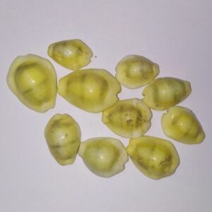 Yellow Kaudi (Peeli Kaudi)- 11 Pieces For Health, Prosperity & Abhimantrit - Image 2