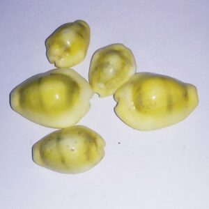 Yellow Kauri (Peeli Kaudi)- 21 Pieces For Health, Prosperity & Abhimantrit - Image 3