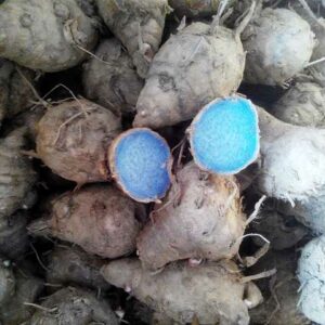 Abhimantrit Kali Haldi (Wet Black Turmeric) 150 Gram - Image 5