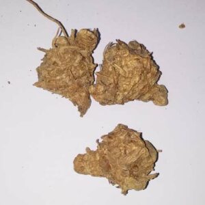 Dry Kali Haldi (Dry Black Turmeric) for Puja & Abhimantrit (11 Pieces) - Image 4