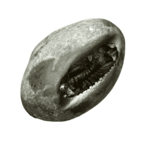 Very Rare Laxmi Narayan Shaligram 100% Genuine – 204 Gram (Lakshmi narayan) - Image 3