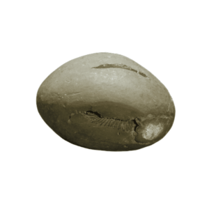 Very Rare & Special Laxmi Narayan Shaligram - 107Gram (Lakshmi narayan) - Image 4