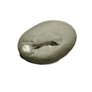 Very Rare & Special Laxmi Narayan Shaligram - 107Gram (Lakshmi narayan) - Image 1
