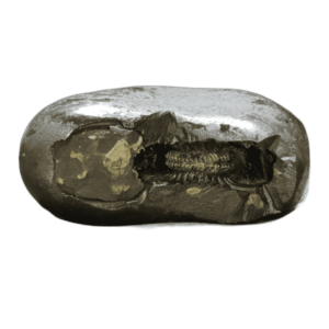 Very Rare Laxmi Narayan Shaligram Authentic & Genuine - 276 Gram (Lakshmi narayan) - Image 3
