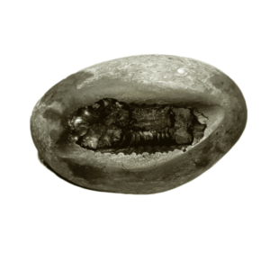 Very Rare Laxmi Narayan Shaligram 100% Genuine – 204 Gram (Lakshmi narayan) - Image 4