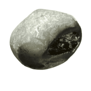 Very Rare Laxmi Narayan Shaligram 100% Genuine – 204 Gram (Lakshmi narayan) - Image 5