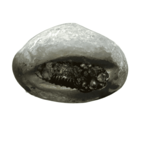 Very Rare Laxmi Narayan Shaligram 100% Genuine – 204 Gram (Lakshmi narayan) - Image 1
