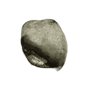 Very Rare Laxmi Narayan Shaligram 100% Genuine - 391 Gram (Lakshmi narayan) - Image 2