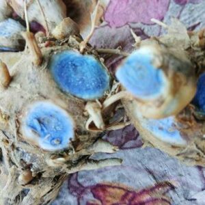 Abhimantrit Natural & Original Wet Kaali Haldi // Black Turmeric- ( 2 Pieces ) - Image 2