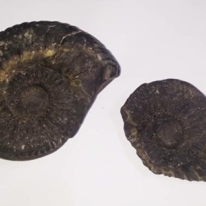 Very Rare & Special Laxmi Narayan Shaligram - 745 Gram (Lakshmi narayan) - Image 4