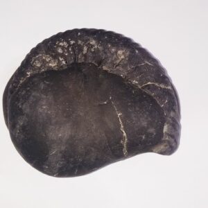 Very Rare & Special Laxmi Narayan Shaligram - 745 Gram (Lakshmi narayan) - Image 3