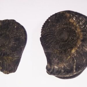 Very Rare & Special Laxmi Narayan Shaligram - 745 Gram (Lakshmi narayan) - Image 2