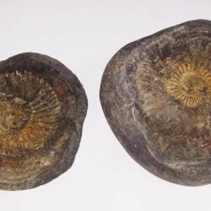 Laxmi Narayan Shaligram Very Special & 100% Genuine – 863 Gram (Lakshmi narayan) - Image 2