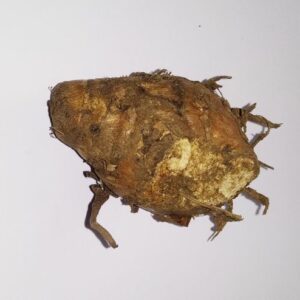 Abhimantrit Natural & Original Wet Kaali Haldi // Black Turmeric- ( 2 Pieces ) - Image 3