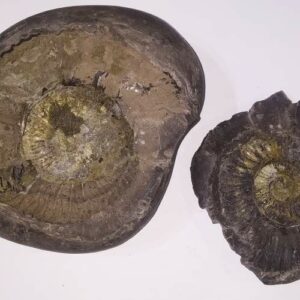 Rare Laxmi Narayan Shaligram, Protects from Evil Effects – 1.271 KG (Lakshmi narayan) - Image 2