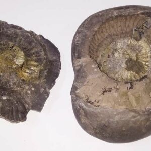 Rare Laxmi Narayan Shaligram, Protects from Evil Effects – 1.271 KG (Lakshmi narayan) - Image 1