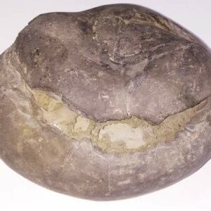 Rare Laxmi Narayan Shaligram, Protects from Evil Effects – 1.271 KG (Lakshmi narayan) - Image 3