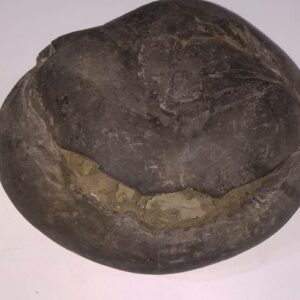 Rare Laxmi Narayan Shaligram, Protects from Evil Effects – 1.271 KG (Lakshmi narayan) - Image 4