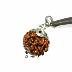 Lab- Certified 6 Mukhi Rudraksha bead in Silver Pendant & Abhimantrit - Image 3