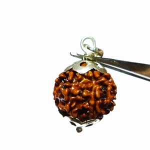 Lab- Certified 6 Mukhi Rudraksha bead in Silver Pendant & Abhimantrit - Image 4