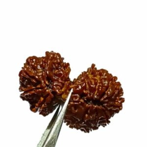 Abhimantrit 14 Mukhi Gauri Shankar Rudraksha 36 mm With X-ray & Lab- Certified - Image 2