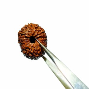 Abhimantrit Indonesian 14 Mukhi rudraksha 21.70mm with X-ray report - Image 2