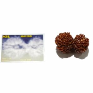 Abhimantrit 14 Mukhi Gauri Shankar Rudraksha 36 mm With X-ray & Lab- Certified - Image 4