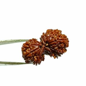 Abhimantrit 14 Mukhi Gauri Shankar Rudraksha 36 mm With X-ray & Lab- Certified - Image 5