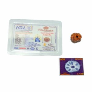 Abhimantrit Indonesian 14 Mukhi rudraksha 21.70mm with X-ray report - Image 5