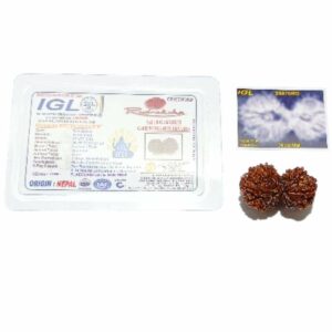 Abhimantrit 14 Mukhi Gauri Shankar Rudraksha 36 mm With X-ray & Lab- Certified - Image 3