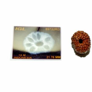 Abhimantrit Indonesian 14 Mukhi rudraksha 21.70mm with X-ray report - Image 4
