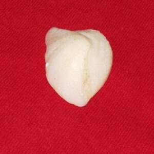 Natural Mach Mani Certified & Abhimantrit- 20 Carat - Image 3
