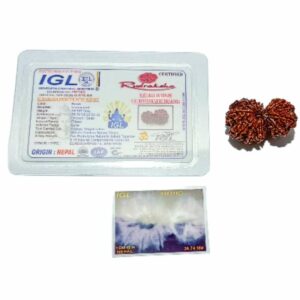 Abhimantrit 15 Mukhi Gauri Shankar Rudraksha bead (Nepali) 36mm With X-ray Report - Image 4
