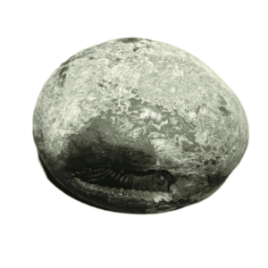 Very Rare Laxmi Narayan Shaligram 100% Genuine – 122 Gram (Lakshmi narayan) - Image 4