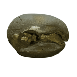 Very Rare Laxmi Narayan Shaligram 100% Genuine – 71Gram (Lakshmi narayan) - Image 5
