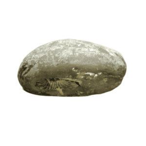 Very Rare Laxmi Narayan Shaligram 100% Genuine – 229Gram (Lakshmi narayan) - Image 2