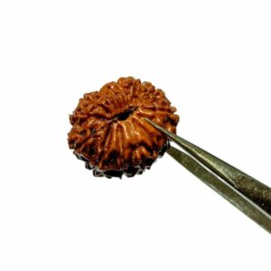 Abhimantrit Indonesian 14 Mukhi rudraksha 20.40mm with X-ray report - Image 3