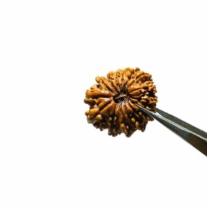 Abhimantrit 15 Mukhi Rudraksha Bead (Nepali) 25mm & With X-ray Report - Image 5
