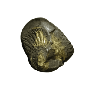 Very Rare Laxmi Narayan Shaligram 100% Genuine – 295Gram (Lakshmi narayan) - Image 1