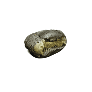 Very Rare Laxmi Narayan Shaligram 100% Genuine – 232Gram (Lakshmi narayan) - Image 2
