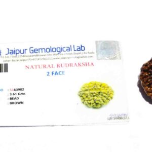 2 Mukhi Certified Rudraksha Bead & Lab Tested (Rameshwaram) - Image 2