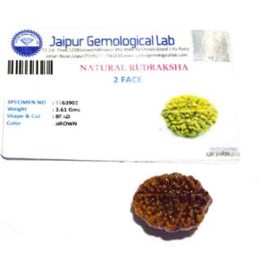 2 Mukhi Certified Rudraksha Bead & Lab Tested (Rameshwaram) - Image 6