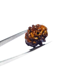2 Mukhi Certified Rudraksha Bead & Lab Tested (Rameshwaram) - Image 3