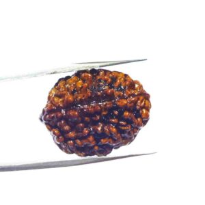 2 Mukhi Certified Rudraksha Bead & Lab Tested (Rameshwaram) - Image 5
