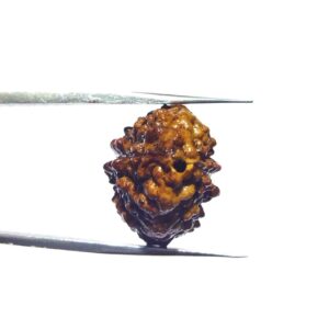 2 Mukhi Certified Rudraksha Bead & Lab Tested (Rameshwaram) - Image 7