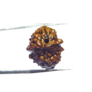 2 Mukhi Certified Rudraksha Bead & Lab Tested (Rameshwaram) - Image 8