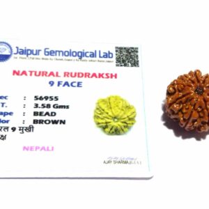 Abhimantrit Certified 9 Mukhi Rudraksha Bead & Genuine- 3.50 Gram - Image 2
