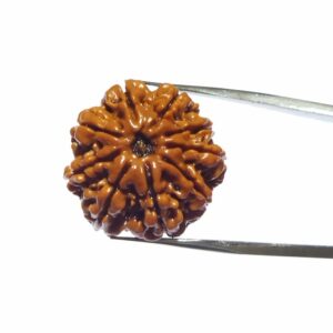 Abhimantrit Certified 9 Mukhi Rudraksha Bead & Genuine- 3.50 Gram - Image 3